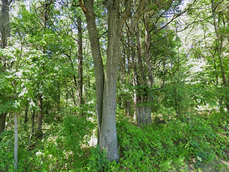 Unrestricted 1 Acre with Financing : Green Forest : Carroll County : Arkansas