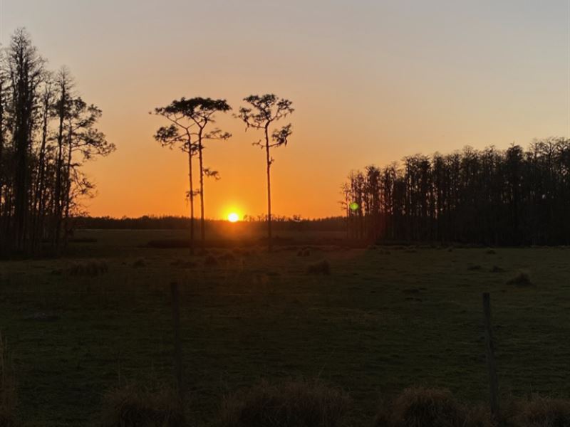 23 Acres of Untouched Lakeland, FL : Lakeland : Polk County : Florida