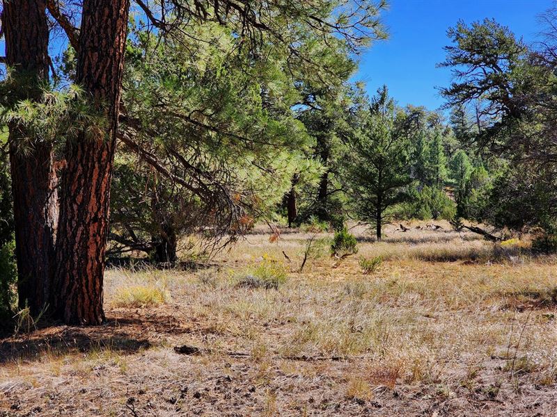 Unlimited Camping, Bring RV, Treed : Pinehill : Cibola County : New Mexico