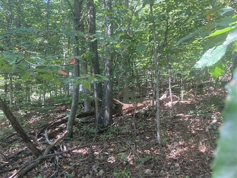 Shenandoah Valley Peaceful 0.47 AC : Front Royal : Warren County : Virginia