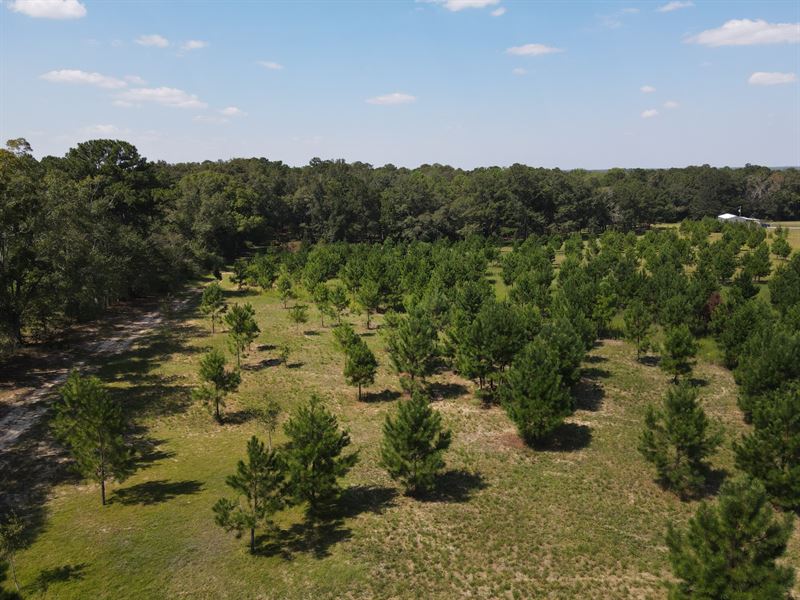 AL Houston Co 14 Ac Land for Sale : Dothan : Houston County : Alabama