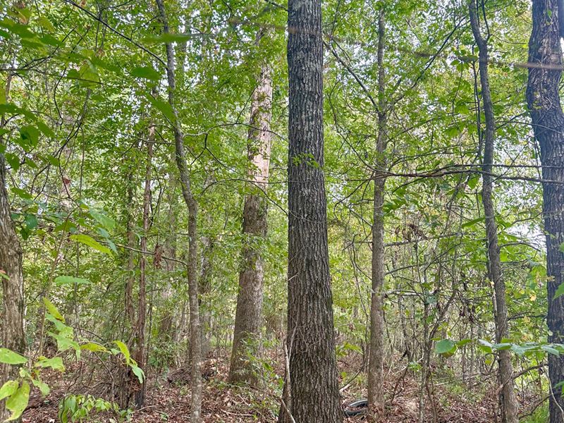 7.66 Ac Winston County : Louisville : Winston County : Mississippi