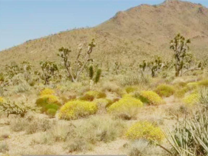 Your Dream Home or RV Getaway : Dolan Springs : Mohave County : Arizona