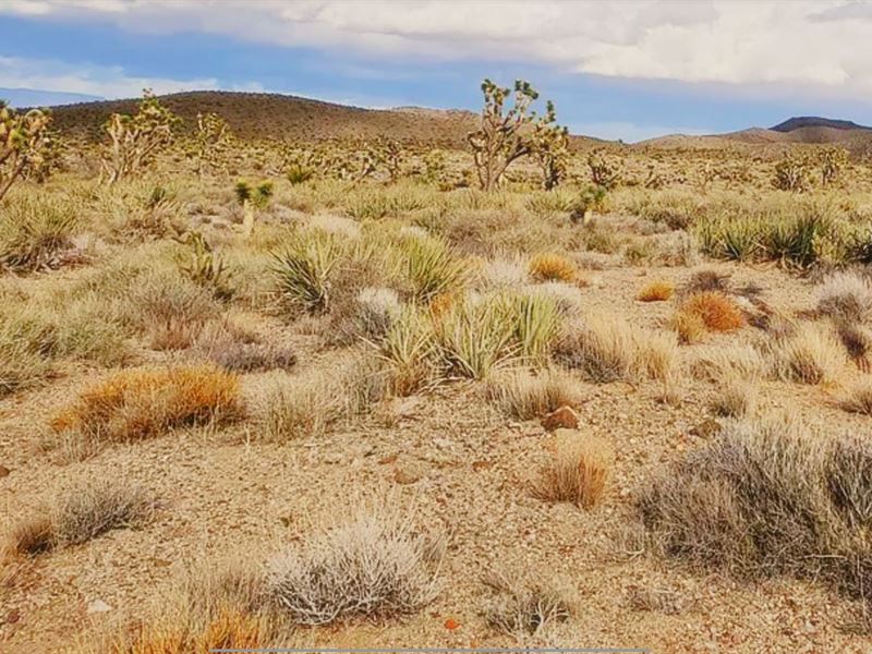 The Solitude and Freedom You Crave : Dolan Springs : Mohave County : Arizona