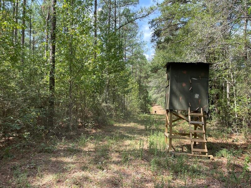37.46 Ac Amite County for Sale Near : Osyka : Amite County : Mississippi