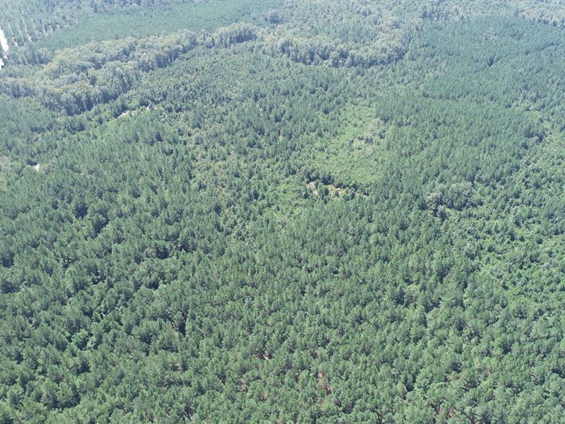 Pole Branch, Tract 3 : Brooklet : Bulloch County : Georgia