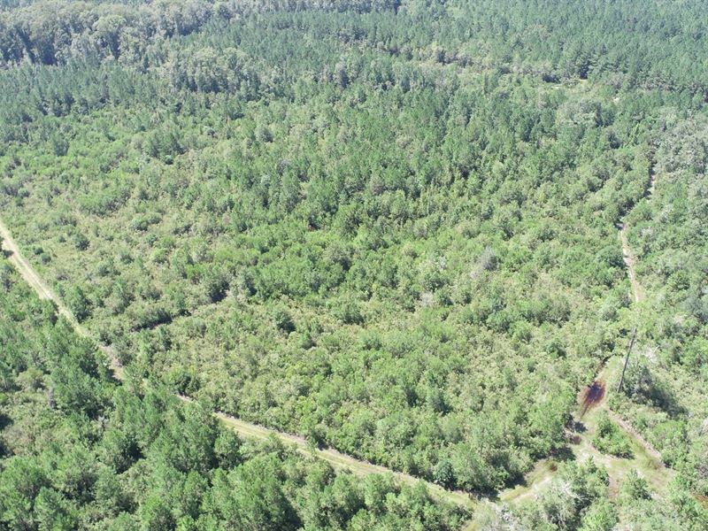Pole Branch, Tract 4 : Brooklet : Bulloch County : Georgia