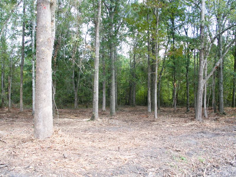 3.73 Acres, 0 Owls Nest CT Callahan : Callahan : Nassau County : Florida