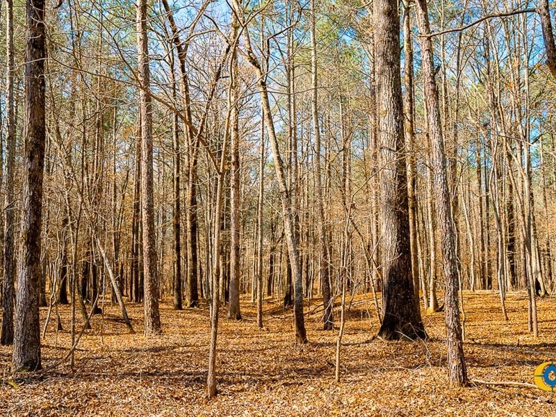 Weaver Jones East Tract : Madison : Rutledge County : Georgia