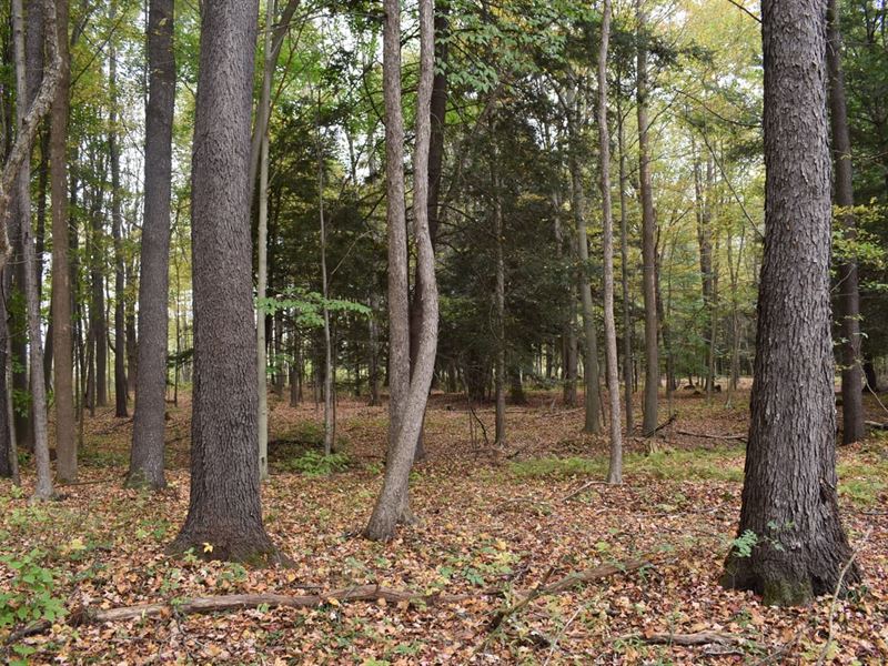 Woods & Wild Game : Jamestown : Chautauqua County : New York