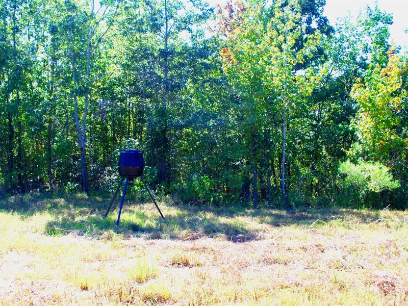 80 Acres in Webster County, MS : Bellefontaine : Webster County : Mississippi