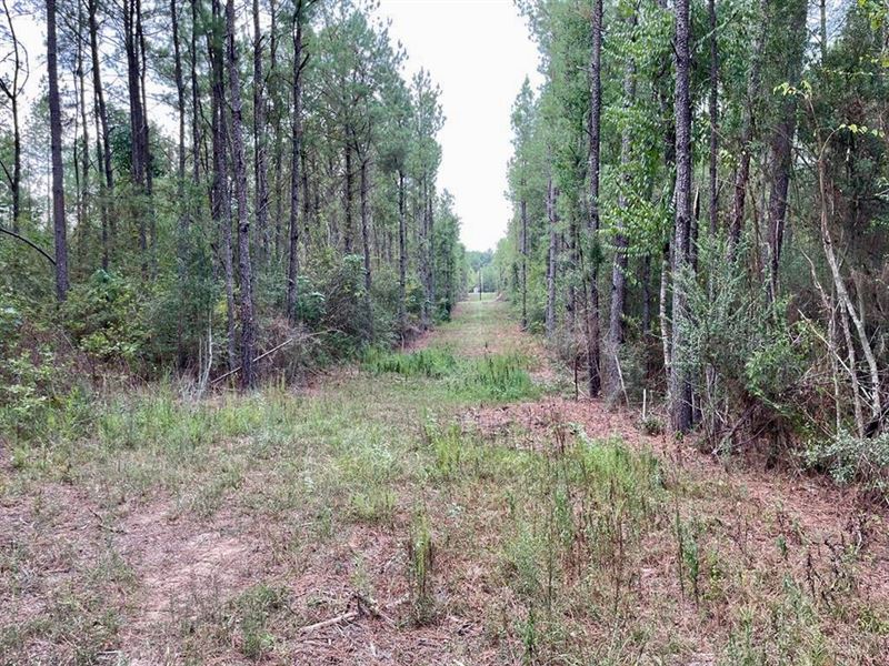 St. Helena Parish Timber and Huntin : Greensburg : Saint Helena Parish : Louisiana