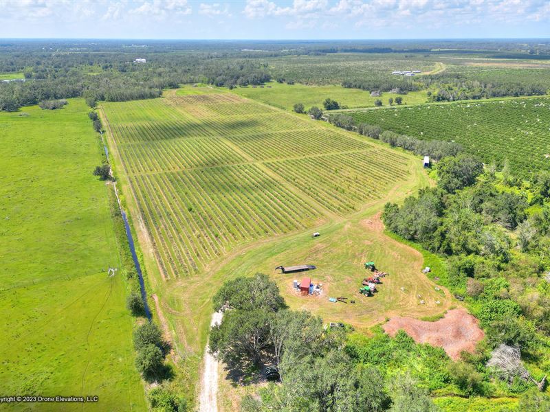 90 Acre Gentlemans Blueberry Farm : Arcadia : DeSoto County : Florida