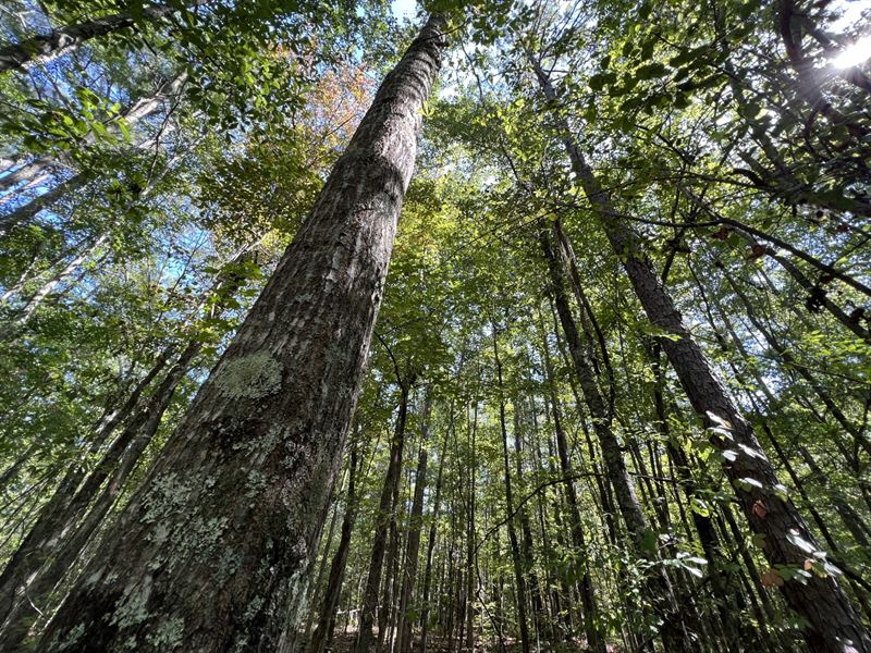 10 Ac, Mini Farm : Camp Hill : Tallapoosa County : Alabama