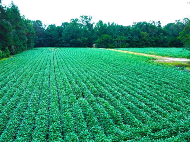 Hinson Farm : Saint George : Dorchester County : South Carolina