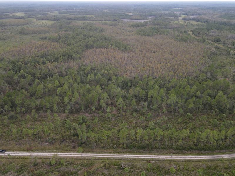 Econfina Preserve 80 : Greenville : Madison County : Florida