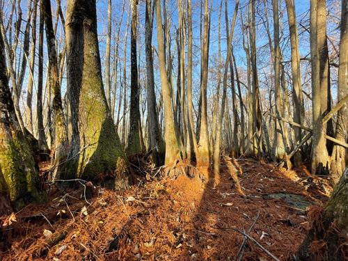 43.31 Acres In Holmes County, MS : Tchula : Holmes County : Mississippi