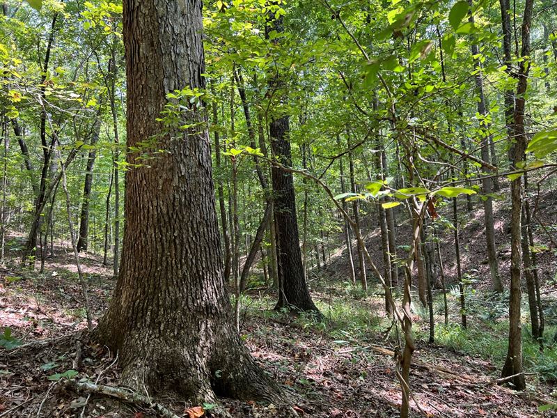 Pond Mountain 139Ac : Pell City : Saint Clair County : Alabama