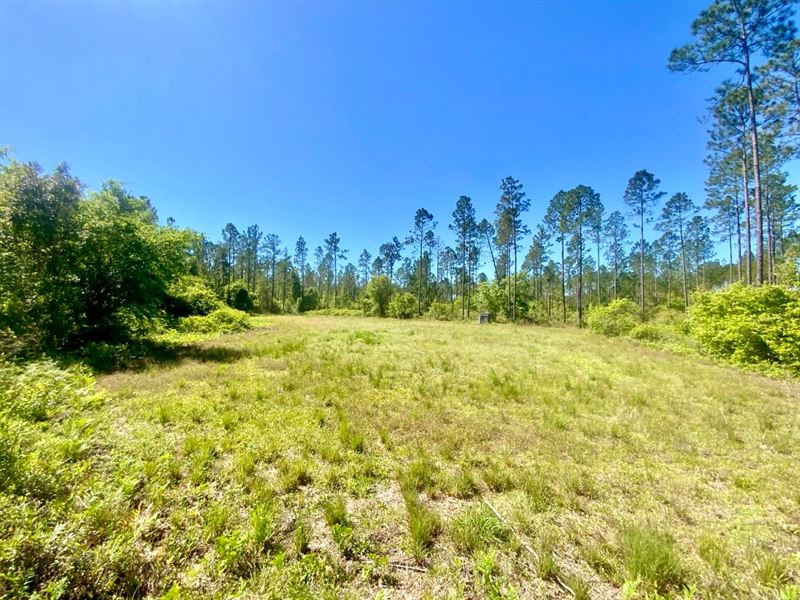 Pacific Drive Hunting Camp : Greenville : Madison County : Florida