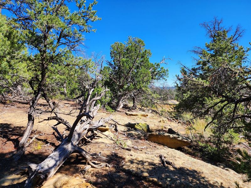 Campers Dream, Unlimited Camping : Pinehill : Cibola County : New Mexico
