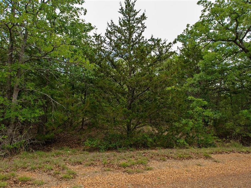 Hardwood Trees & Privacy : Somerville : Burleson County : Texas