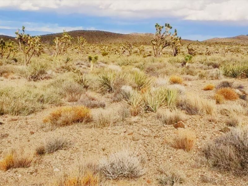 Build, Farm or RV Lot : Dolan Springs : Mohave County : Arizona