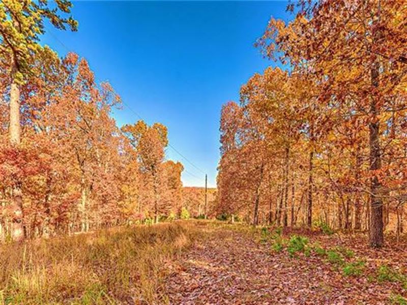 .22 Acres of Untamed Beauty : Bella Vista : Benton County : Arkansas