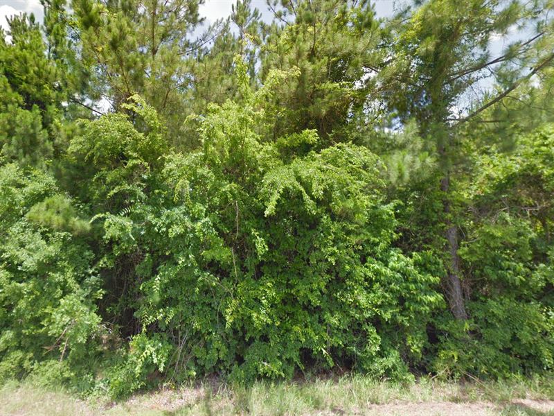 Unrestricted 1 Ac, Financing Avbl : Jasper : Jasper County : Texas