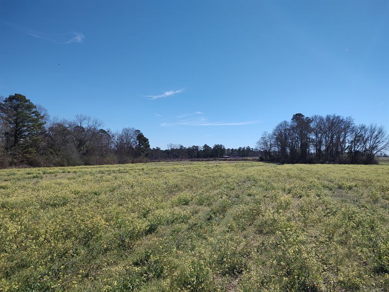 Hunter Road 66 Acres : Ashford : Houston County : Alabama