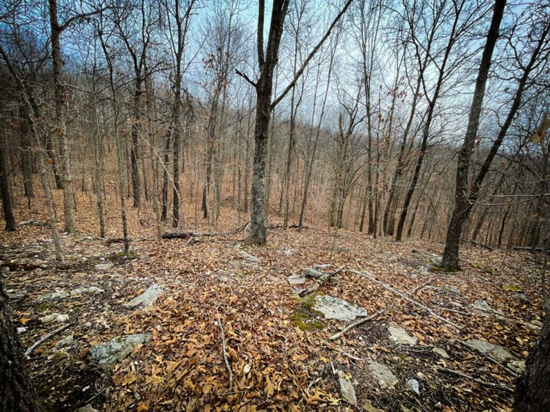 Beautiful Woodland Area : Edwards : Benton County : Missouri
