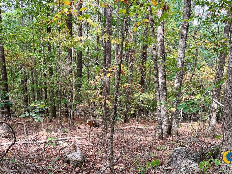 Old Whitestone Road Tract : Talking Rock : Gilmer County : Georgia
