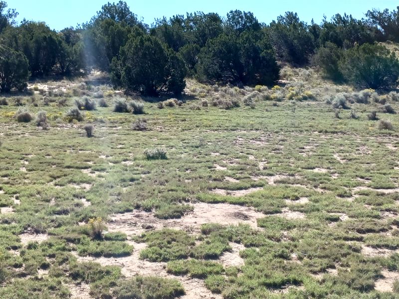 Small Investment, Big Dreams : Sanders : Apache County : Arizona