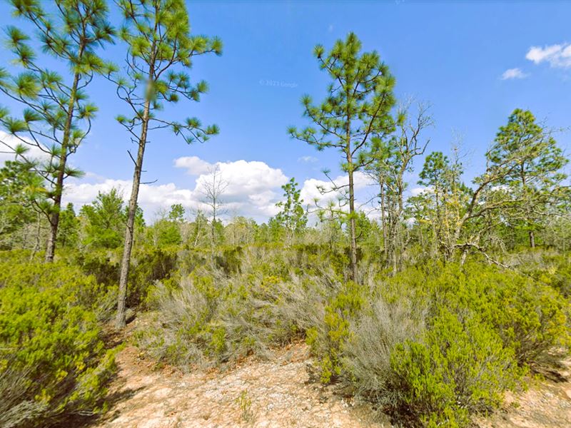 Investment Opportunity Alert : Interlachen : Putnam County : Florida