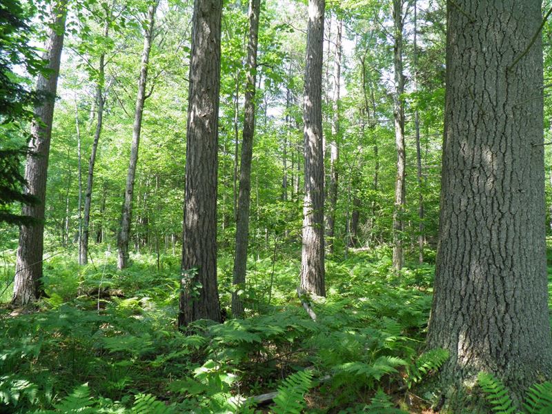 Ausable Sand Plains : Black Brook : Clinton County : New York