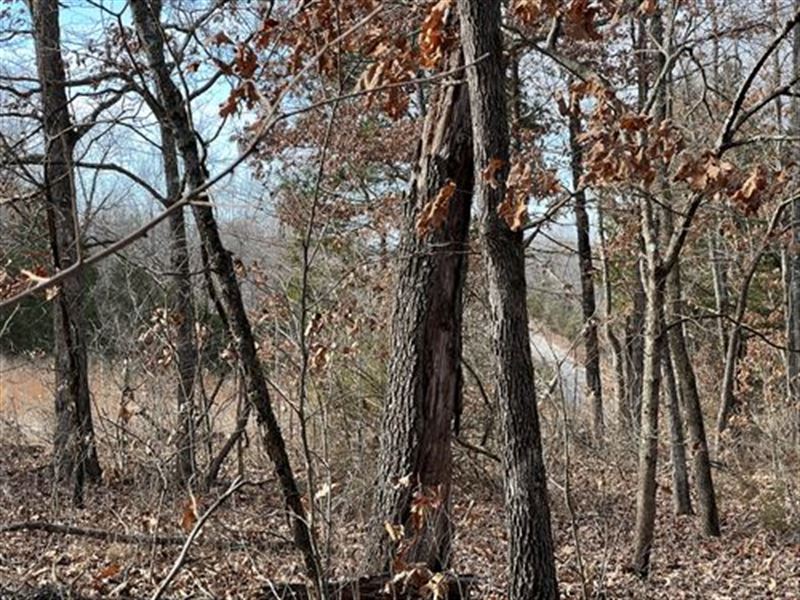 Gorgeous 0.3 Acres in AR Only $75 : Horseshoe Bend : Izard County : Arkansas