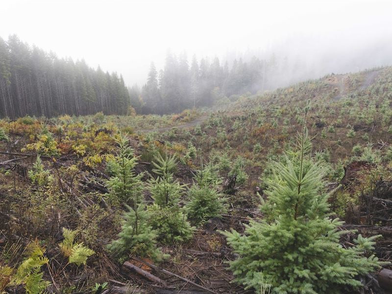 South Fork Adjacent : Monroe : Benton County : Oregon