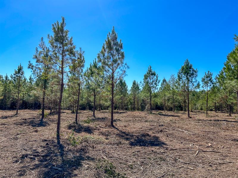 4.9 Acres, CR 1915 : Warren : Tyler County : Texas