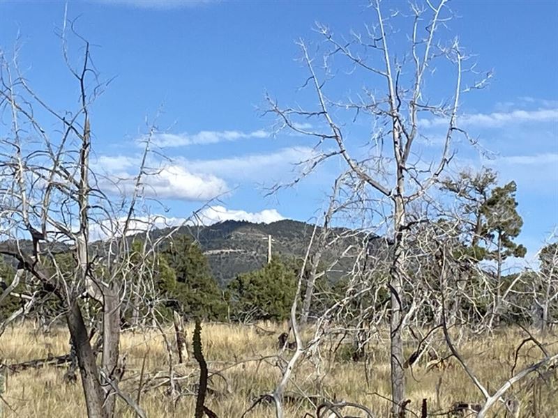 Half Acre with Power & Water : Cloudcroft : Otero County : New Mexico