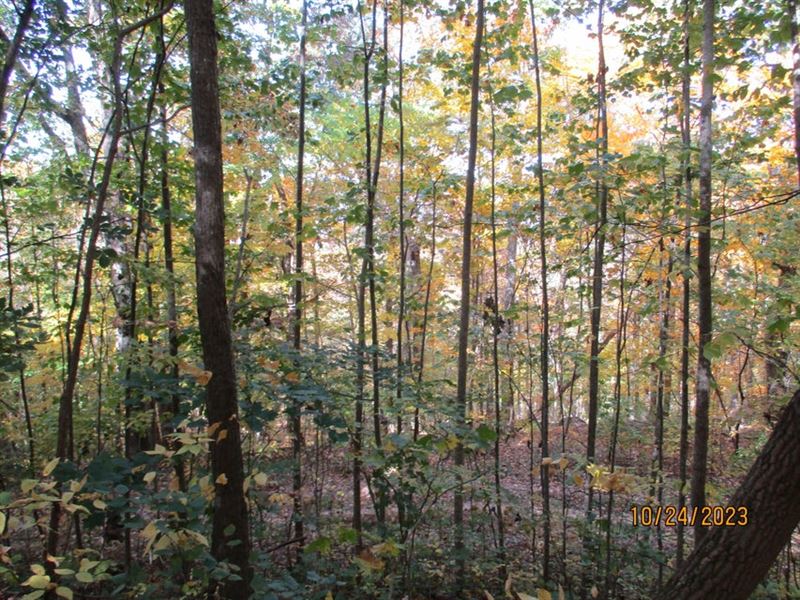 Seasonal Views, Hardwoods, Private : Pikeville : Bledsoe County : Tennessee
