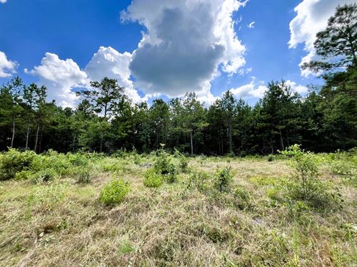 4 Acres Wooded, Unrestricted : Wiergate : Newton County : Texas