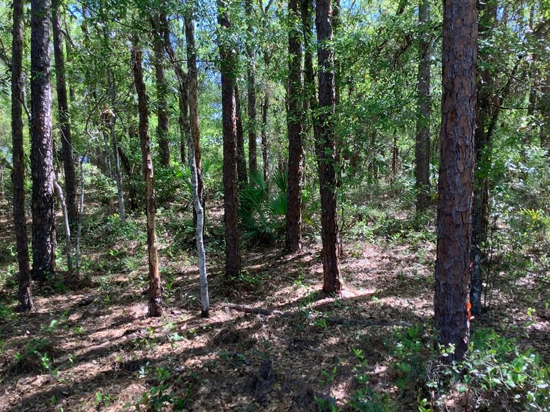 Florida Dreamland : Interlachen : Putnam County : Florida