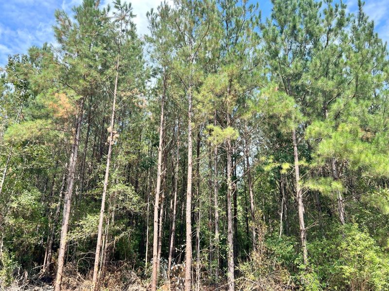 157 Acres in Wayne and Perry County : Richton : Wayne County : Mississippi