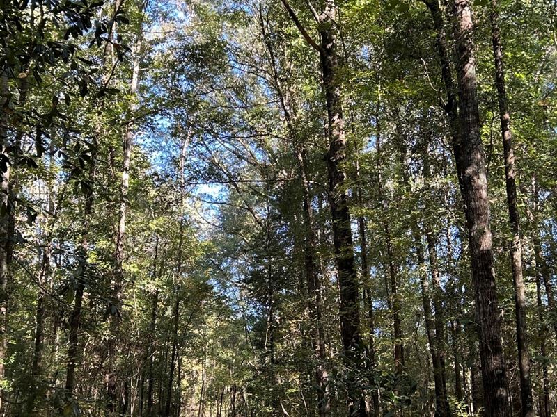 120 Acres Sikes Creek-Barbour : Ariton : Barbour County : Alabama