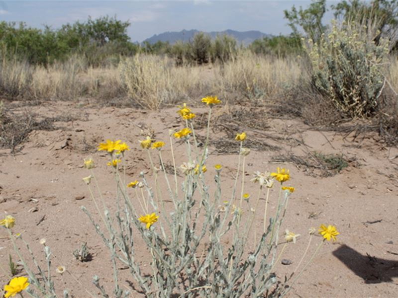 An Awe-Inspiring 5 Acre Retreat : Deming : Luna County : New Mexico
