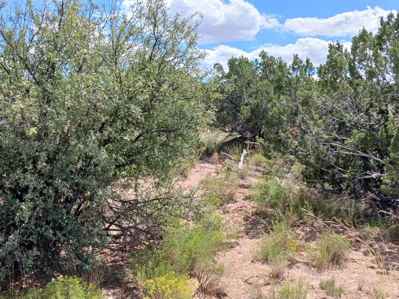 Unlock 2.5 Acres of Opportunity : Sanders : Apache County : Arizona