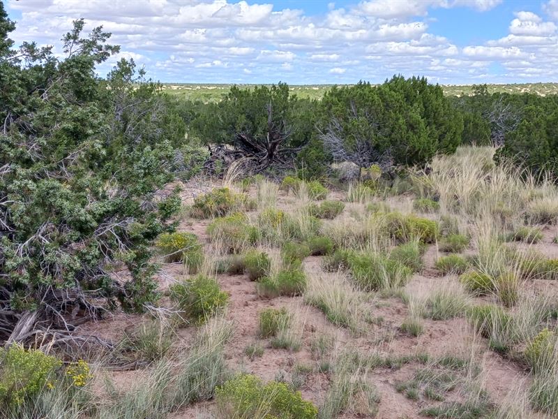 Own 2.5 Acres for Your Dreams : Concho : Apache County : Arizona