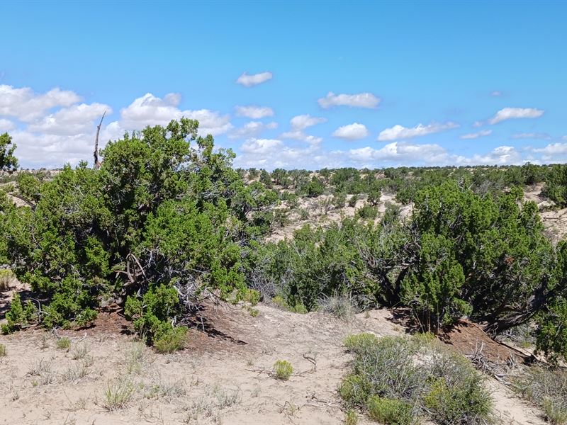 Your Arizona Investment Oasis : Sanders : Apache County : Arizona