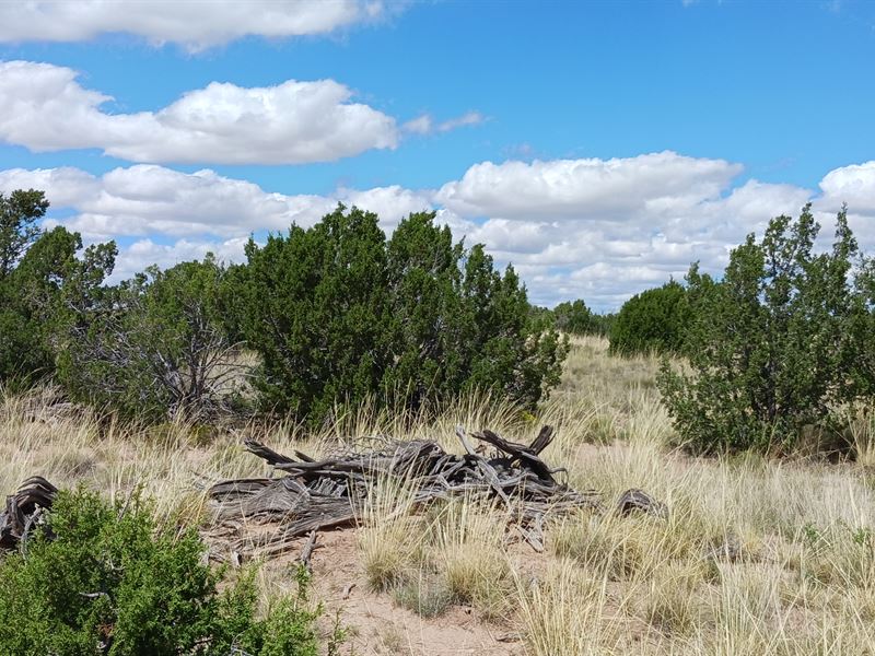 Invest Smart, Secure 5 Acres : Sanders : Apache County : Arizona