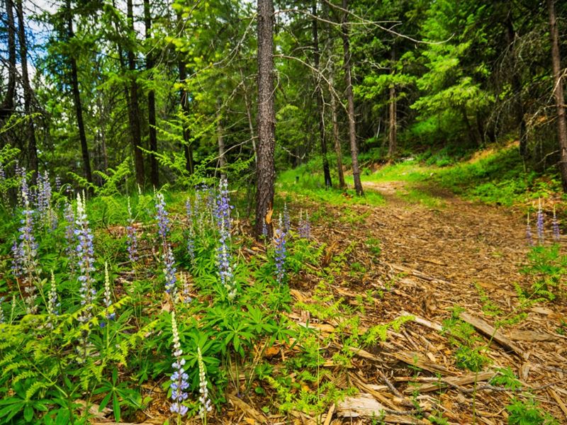 In The Know at Kreiger Creek : Careywood : Bonner County : Idaho