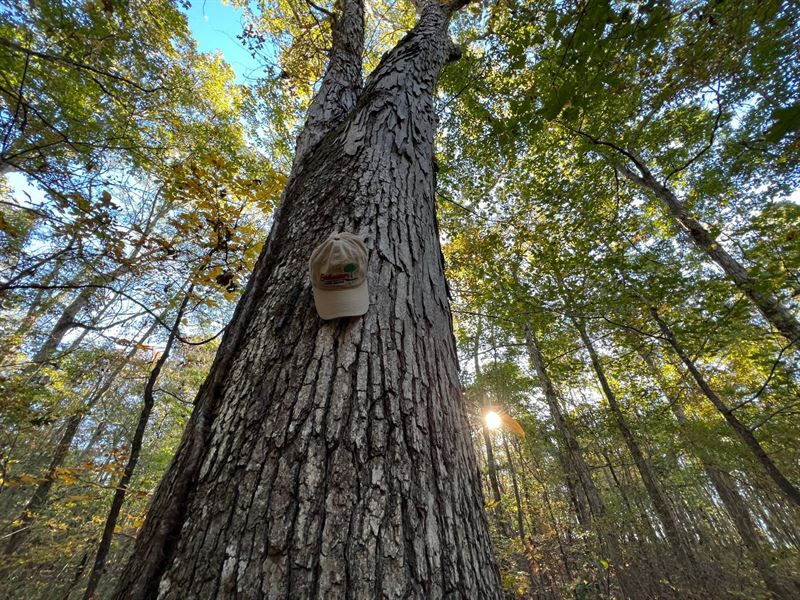 12.30 Ac, in Camp Hill/Waverly : Camp Hill : Tallapoosa County : Alabama